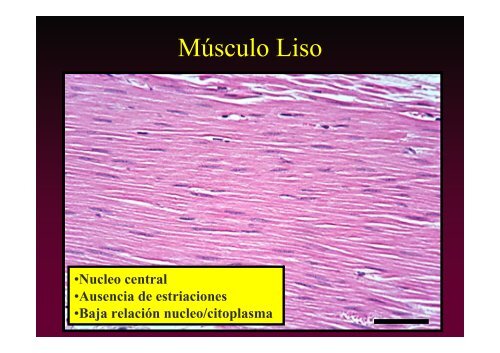 C1 introduccion.pdf