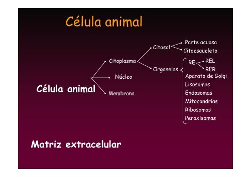 C1 introduccion.pdf