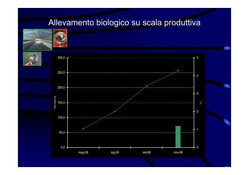 Allevamento biologico del Branzino in ambiente vallivo: l'esperienza ...