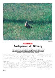 Rostsparven vid Ottenby - Club300