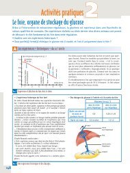 Le foie, organe de stockage du glucose - Secondaire