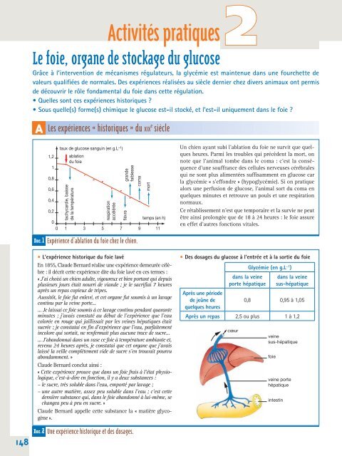 Le foie, organe de stockage du glucose - Secondaire