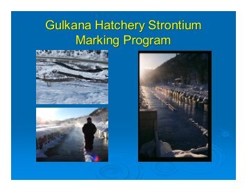 Gulkana Hatchery Strontium Marking Program - Ecotrust