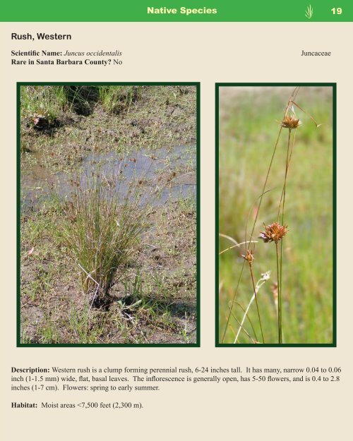 Guide to Native and Invasive Plants Storke Ranch Vernal ... - Cram