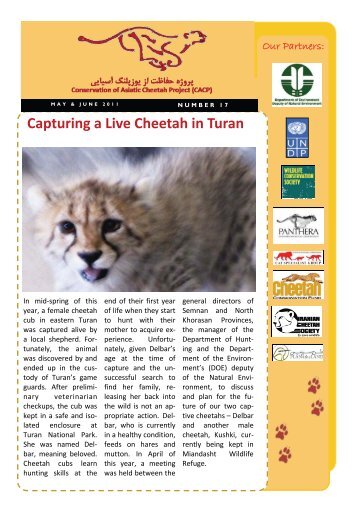 Capturing a Live Cheetah in Turan - Conservation of the Asiatic ...