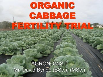 organic manures with cabbage
