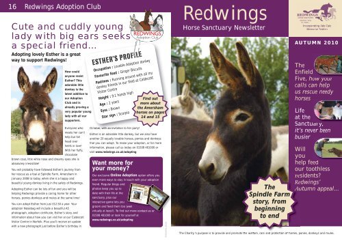 This Adorable Little Donkey - Redwings