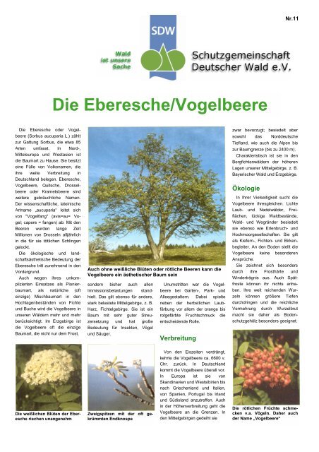 Die Eberesche/Vogelbeere - Schutzgemeinschaft Deutscher Wald