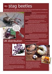 Stag Beetles Fact - People's Trust for Endangered Species