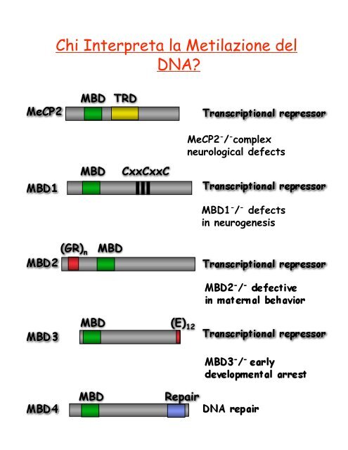 Metilazione del DNA - CusMiBio