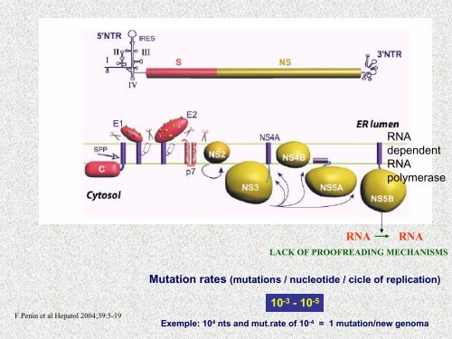 Molecular epidemiology of HCV - Viral Hepatitis Prevention Board