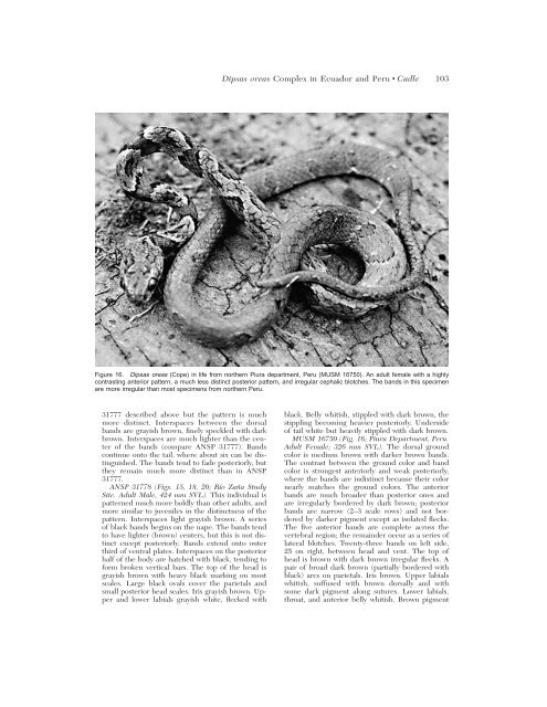 systematics of snakes of the dipsas oreas complex - BioOne