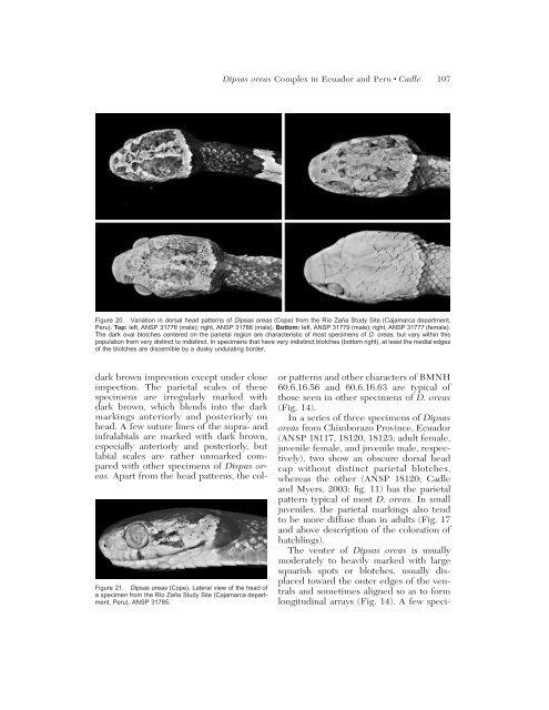 systematics of snakes of the dipsas oreas complex - BioOne