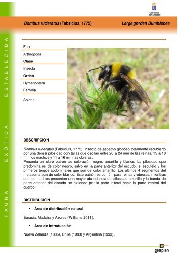 Bombus ruderatus (Fabricius, 1775) Large ... - Interreg Bionatura