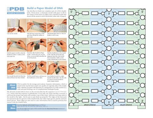 Build a Paper Model of DNA 1 2 3 4 5 6 7 8 9