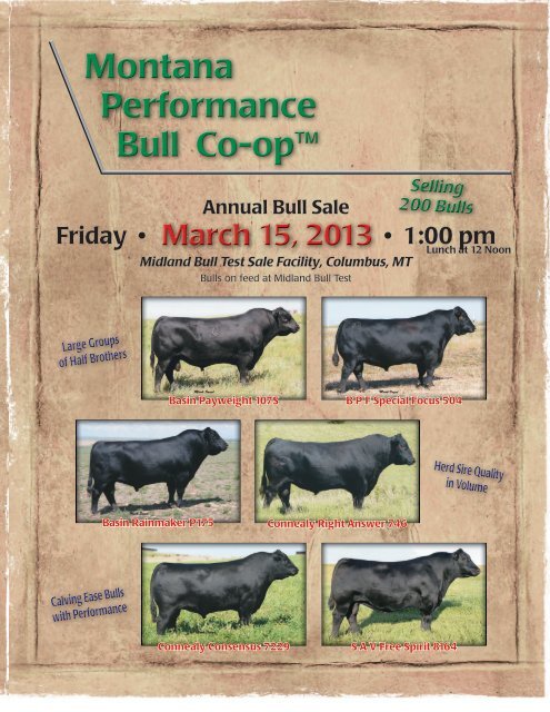 Annual Bull Sale - Ballyhoo Printing