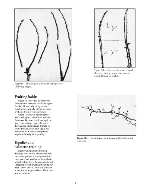 Training and Pruning Your Home Orchard, PNW 400 (Oregon State ...