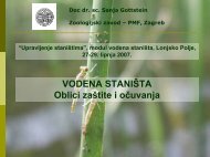 Vodeni beskraljeÅ¡njaci i ptice mocvarice - Lonjsko Polje