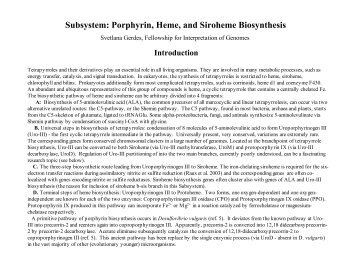 Subsystem: Porphyrin, Heme, and Siroheme Biosynthesis