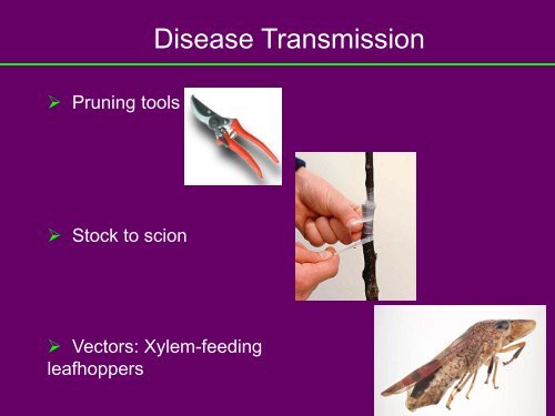 Survey to Determine the Occurrence of Xylella Fastidiosa and its ...