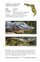 American Alligator - Florida Wildlife Conservation Guide - Florida ...