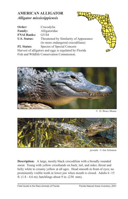 American Alligator - Florida Wildlife Conservation Guide - Florida ...