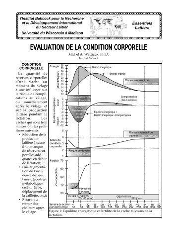 EVALUATION DE LA CONDITION CORPORELLE - Babcock Institute