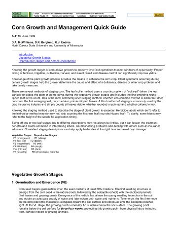 Corn Growth and Management ...