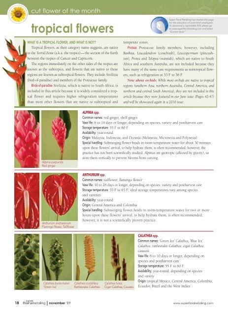 tropical flowers - Super Floral Retailing