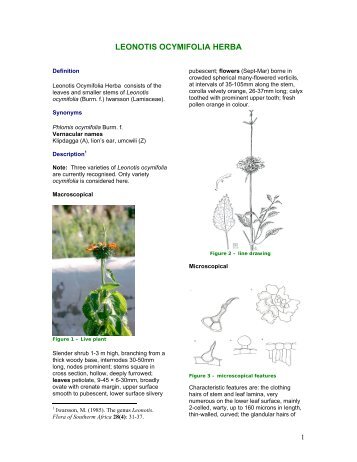 LEONOTIS OCYMIFOLIA HERBA - PlantZAfrica