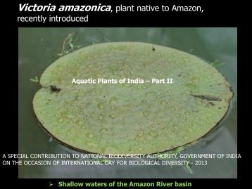 Aquatic Plants of India - Part II - National Biodiversity Authority