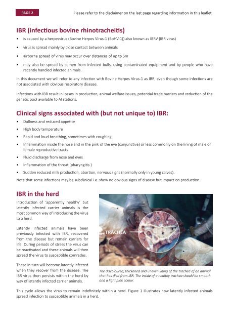IBR - an information leaflet for Irish Farmers - Animal Health Ireland