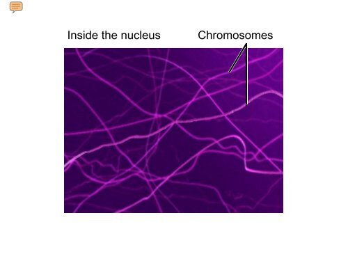 BioFlix Animations Mitosis Slide Show