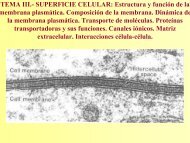 TEMA III.- SUPERFICIE CELULAR: Estructura y funciÃ³n ... - BioScripts