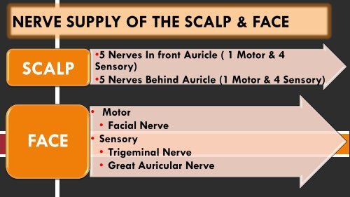 NERVE SUPPLY & BLOOD SUPPLY OF THE SCALP AND FACE