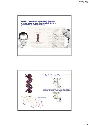 En 1953, James Watson y Francis Crick publicaron el primer modelo ...