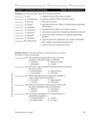 chapter 7 cell structure and function