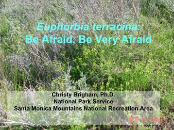 Euphorbia terracina: Be Afraid, Be Very Afraid - Cal-IPC