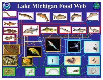 Lake Michigan Food Web