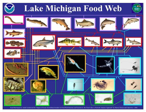 Lake Michigan Food Web