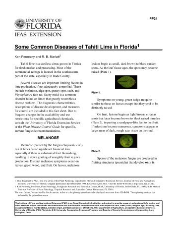 Some Common Diseases of Tahiti Lime in Florida - University of ...