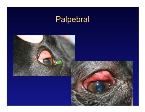 Retrospective evaluation of canine conjunctival mast cell tumors