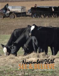 See & Believe Female Sale - Dwyer Cattle Services