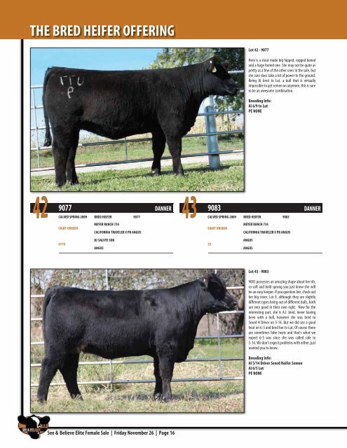 See & Believe Female Sale - Dwyer Cattle Services