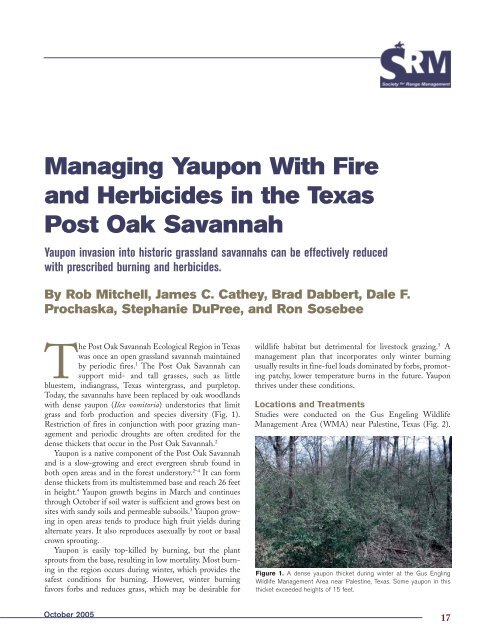 Managing Yaupon with Fire and Herbicides in the ... - Trinity Waters