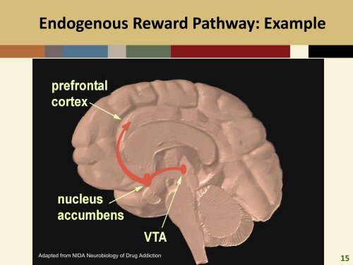 CLARK Prescription Drug Abuse - Misuse Neurobiology Epidemiology EBPs