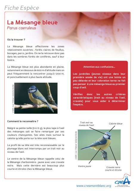 Fiche Espèce La Mésange