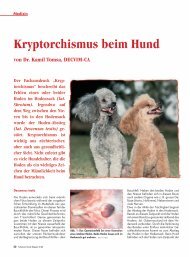 Kryptorchismus beim Hund - Tierärztliche Spezialistenklinik