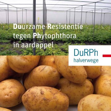 Duurzame Resistentie tegen Phytophthora in ... - Wageningen UR