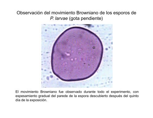 actividad_bacteriostatica_del_propoleo_verde ... - Apinews
